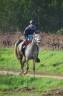 Gelding Arabian Thoroughbred For sale 2019 Grey