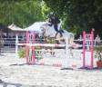 Gelding French Saddle Pony For sale 2010 Grey