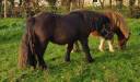 Entire Shetland Pony For sale 2024 Black