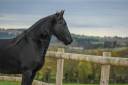 Mare Friesian For sale 2022 Black