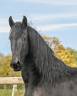 Mare Friesian For sale 2022 Black