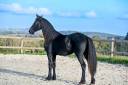 Mare Friesian For sale 2022 Black