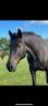 Gelding No Origin Recorded For sale 2015 Dark Bay