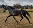 Entire Lusitano For sale 2022 Grey