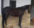 Entire PRE Pure Spanish Bred For sale 2024 Black