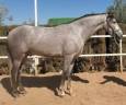 Gelding PRE Pure Spanish Bred For sale 2022 Grey
