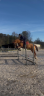 Gelding Hanoverian For sale 2021 Chesnut