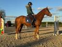 Gelding Selle Français For sale 2023 Chesnut