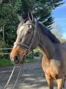 Gelding Selle Français For sale 2019 Bay