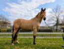 Gelding PRE Pure Spanish Bred For sale 2021 Buckskin