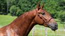 Entire PRE Pure Spanish Bred For sale 2022 Chesnut