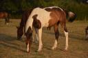 Gelding Saddle Horse For sale 2025 Coloured
