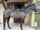 Mare Hanoverian For sale 2020 Dark Bay