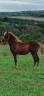 Filly Other Pony Breed For sale 2025 Chesnut