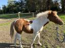 Filly French Saddle Pony For sale 2025 Coloured