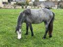 Mare No Origin Recorded For sale 2023 Grey