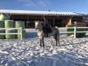Gelding New Forest For sale 2012 Grey
