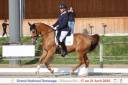 Gelding Selle Français For sale 2015 Chesnut