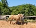 Mare PRE Pure Spanish Bred For sale 2021 Palomino