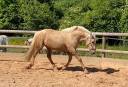 Mare PRE Pure Spanish Bred For sale 2021 Palomino