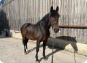 Gelding PRE Pure Spanish Bred For sale 2014 Dark Bay