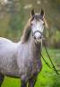 Gelding French Saddle Pony For sale 2021 Grey