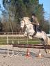 Gelding Connemara For sale 2016 Grey