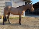 Gelding Selle Fran&ccedil;ais For sale 2018 Bay