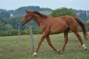Gelding Oldenburg For sale 2022 Chesnut