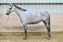 Mare Zangersheide For sale 2018 Grey