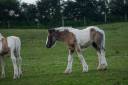 Filly Gypsy Cob For sale 2025 Coloured