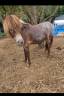 Filly Origin Recorded For sale 2024 Appaloosa