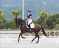 Mare Lusitano For sale 2019 Dark Bay