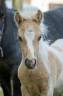 Colt Shetland Pony For sale 2025 Palomino