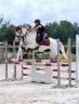 Gelding Welsh Pony (Section C) For sale 2014 Grey