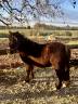 Filly Shetland Pony For sale 2023 Dark Bay