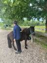 Filly Shetland Pony For sale 2023 Dark Bay