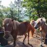 Gelding Shetland Pony For sale 2024 Chesnut