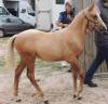 Entire Welsh Part Bred For sale 2025 Palomino