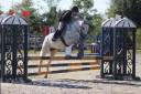 Gelding French Saddle Pony For sale 2017 Grey