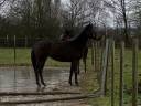 Mare Thoroughbred For sale 2020 Bay