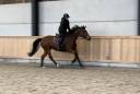 Mare sBs Belgian Warmblood For sale 2015 Bay