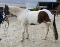 Gelding Origin Recorded For sale 2012 Coloured