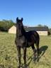 Mare Selle Français For sale 2023 Dark Bay