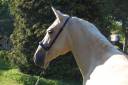 Mare PRE Pure Spanish Bred For sale 2023 Palomino