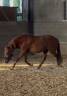 Mare No Origin Recorded For sale 2020 Chesnut