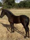 Colt Friesian Arabian For sale 2025 Black