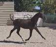 Mare PRE Pure Spanish Bred For sale 2025 Black