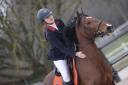 Mare French Saddle Pony Part-Livery 2013 Bay