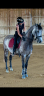 Gelding Lusitano For sale 2017 Grey